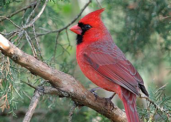 Cardinal, red, bird