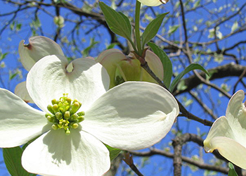 Dogwood tree with flower bloom prominent